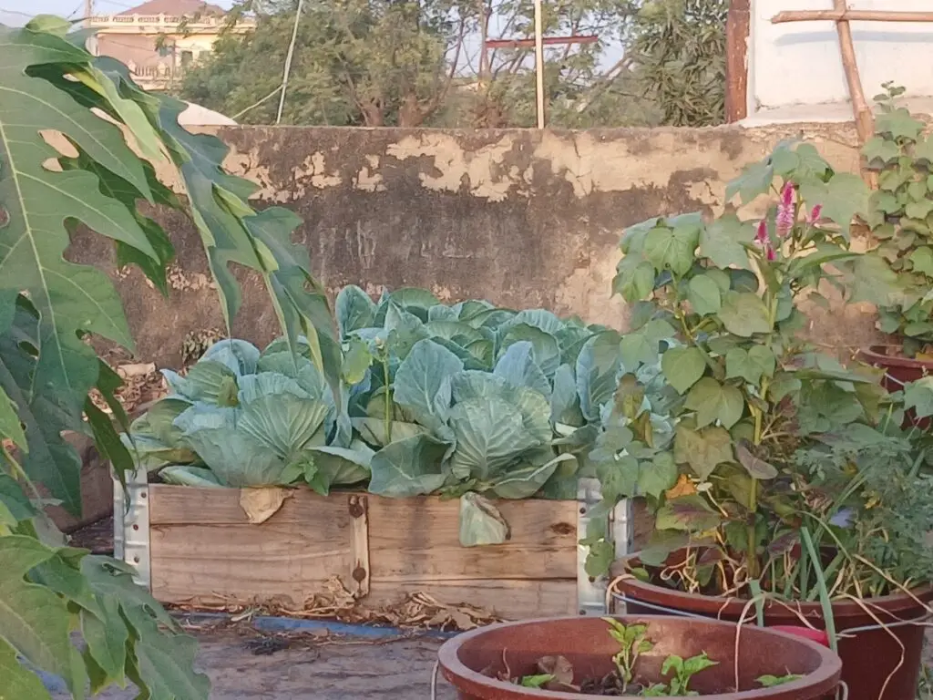 Sanfe Nako image du jardin sur le toit avec choux, papayer,...