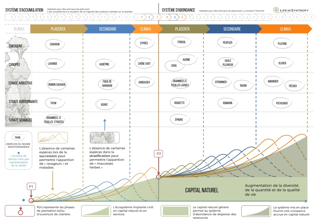 tableau représentant le découpage technique de la syntropie