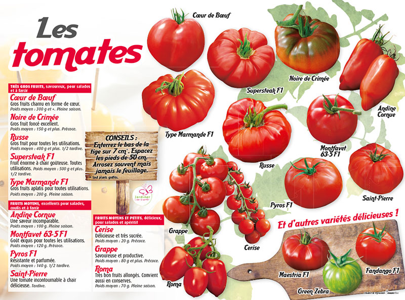 infographie présentant les différentes variétés de tomates