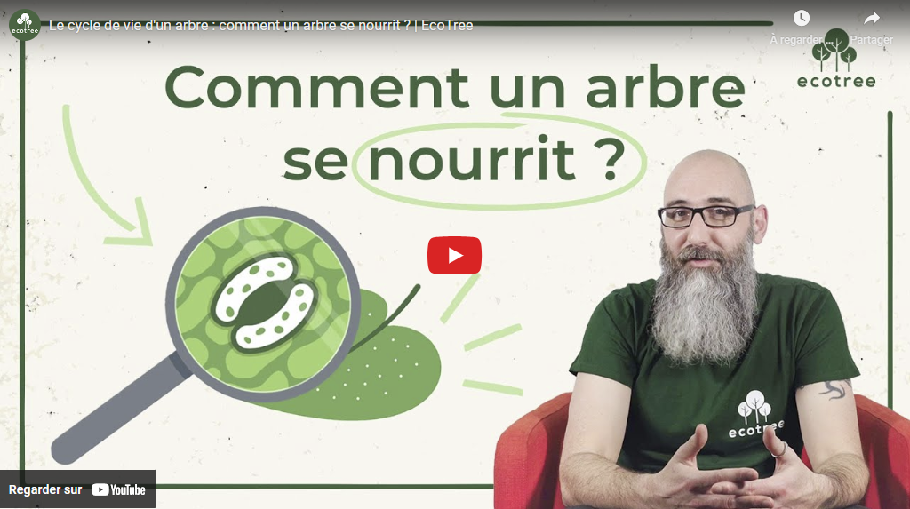 Comment se nourrit un arbre?